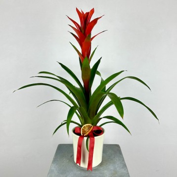 Guzmania Allura