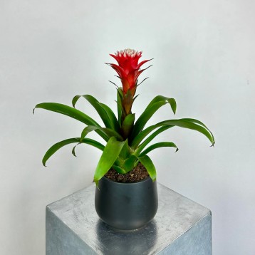 Guzmania Hope