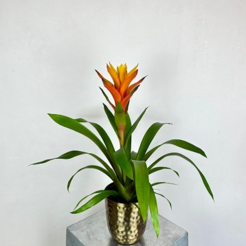 Chrome Guzmania Variada