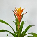 Chrome Guzmania Variada