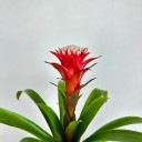 Guzmania Hope