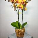 Deshi Hasır Saksıda 2'li Sarı Phalaenopsis Orkide