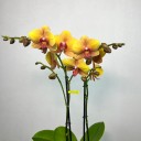 Deshi Hasır Saksıda 2'li Sarı Phalaenopsis Orkide