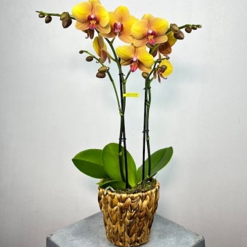 Deshi Hasır Saksıda 2'li Sarı Phalaenopsis Orkide