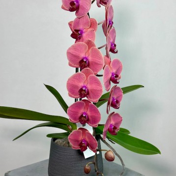 Formidablo Rose Red Orkide