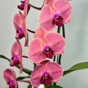 Formidablo Rose Red Orkide