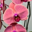 Formidablo Rose Red Orkide