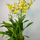 Hasır Saksıda Oncidium Orkide