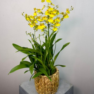 Hasır Saksıda Oncidium Orkide