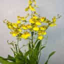 Hasır Saksıda Oncidium Orkide