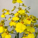 Hasır Saksıda Oncidium Orkide