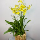 Hasır Saksıda Oncidium Orkide