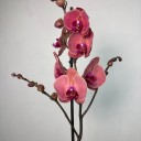 Beyaz Vazoda Red Asian Phalaenopsis Orkide