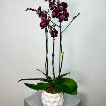 Montpellier Phalaenopsis Orkide