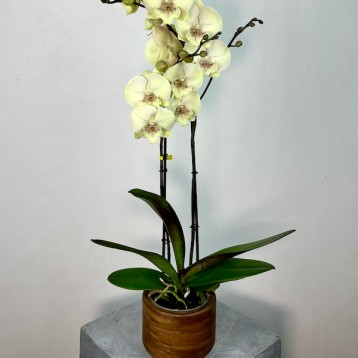 Turner 2'li Phalaenopsis Orkide (Optistar)