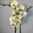 Turner 2'li Phalaenopsis Orkide (Optistar)
