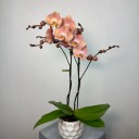 Suki 2'li Phalaenopsis Orkide