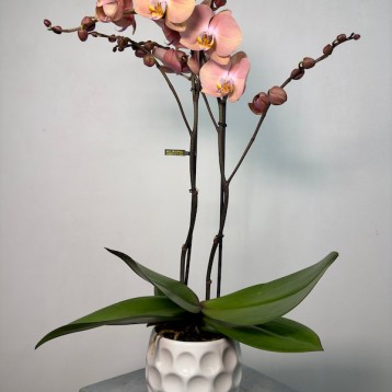 Suki 2'li Phalaenopsis Orkide