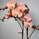 Suki 2'li Phalaenopsis Orkide