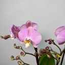 Cosmopolitan 2'li Phalaenopsis Orkide (Tablo)