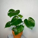 Monstera Deliciosa S