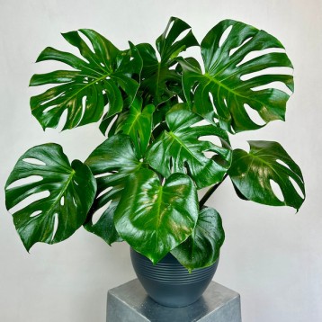 Monstera Deliciosa