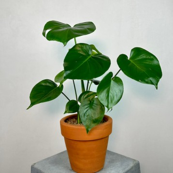 Monstera Deliciosa S