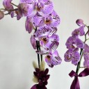 Taş Saksıda 2'li Pembe Orkide