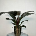 Philodendron 'Black Cardinal'