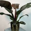 Philodendron 'Black Cardinal'