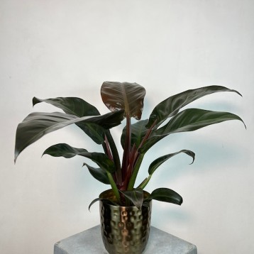 Philodendron 'Black Cardinal'