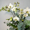 Sepette 4'lü Orkide Beyaz Phalaenopsis