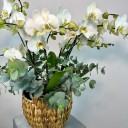 Maistro Sepette 4'lü Orkide Beyaz Phalaenopsis