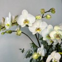 Maistro Sepette 4'lü Orkide Beyaz Phalaenopsis