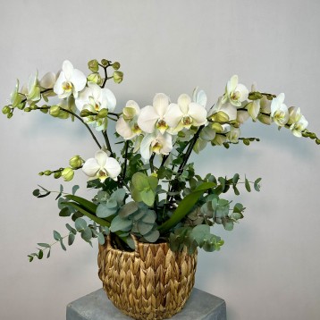 Sepette 4'lü Orkide Beyaz Phalaenopsis