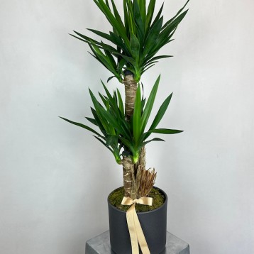 Yucca Seramik Saksıda 2'li Yucca Elephantipes