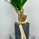 Yucca Seramik Saksıda 2'li Yucca Elephantipes