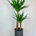 Yucca Seramik Saksıda 2'li Yucca Elephantipes