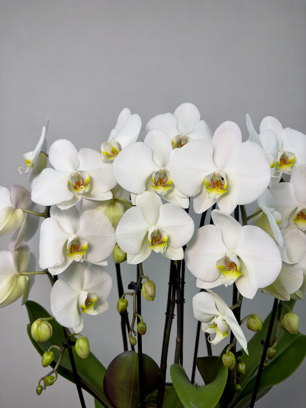 Versailles Lacivert Vazoda 4'lü Fontano Orkide