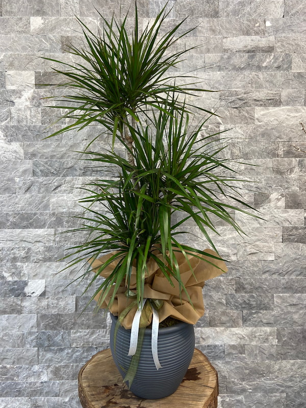 Gri Saksıda 3'lü Dracaena Marginata