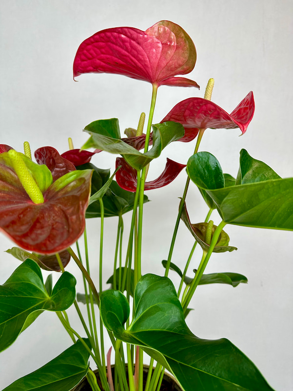 Gold Luxe Vazoda Büyük Anthurium