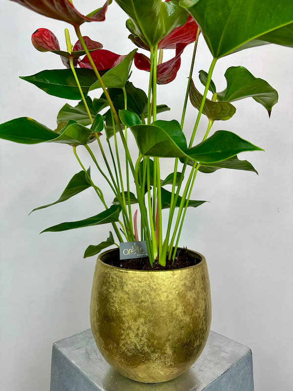 Gold Luxe Vazoda Büyük Anthurium