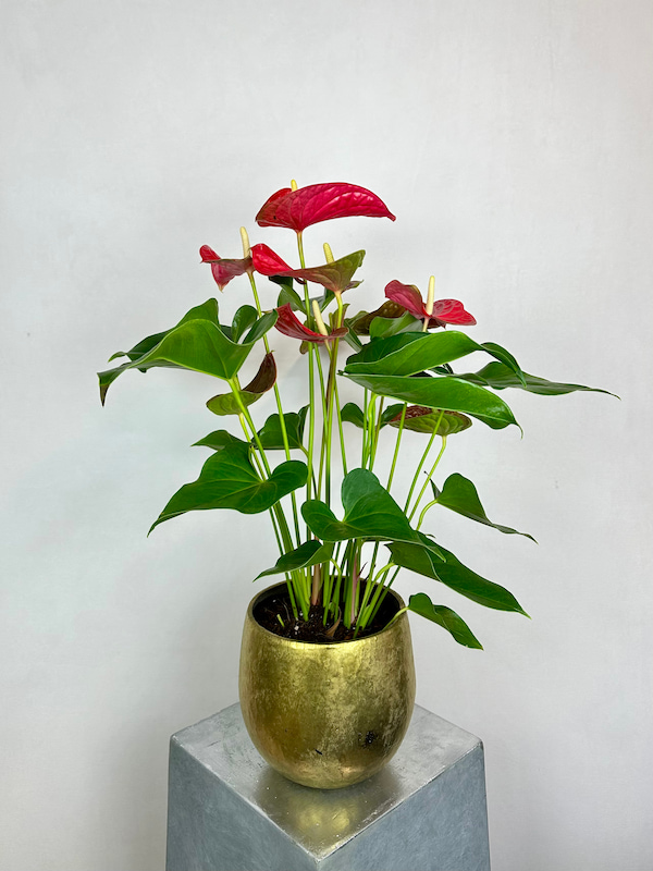 Gold Luxe Vazoda Büyük Anthurium