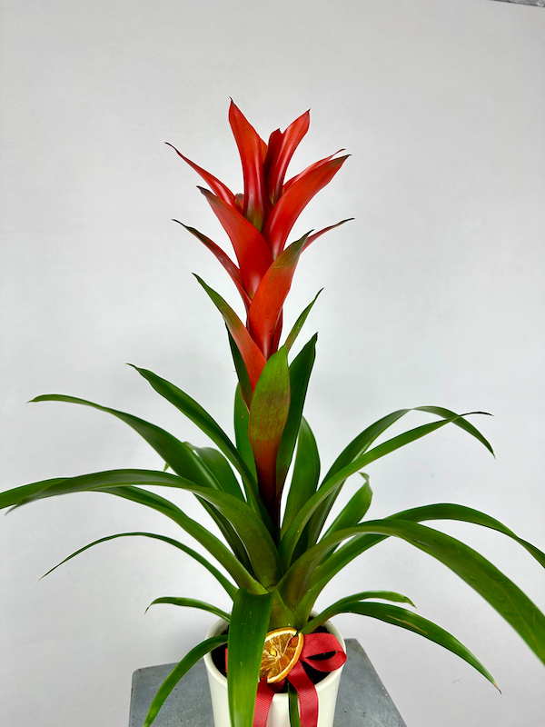 Guzmania Allura