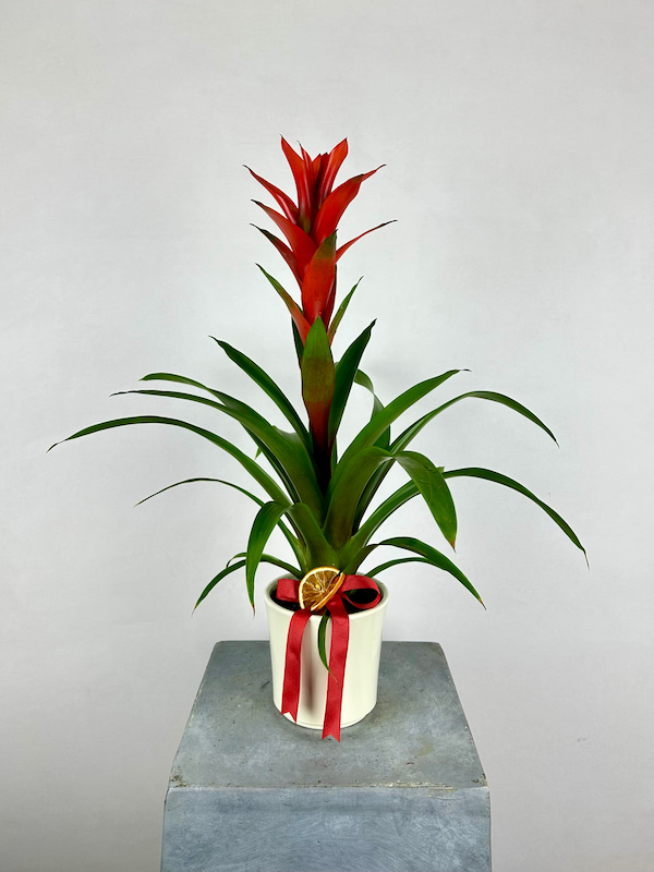 Guzmania Allura