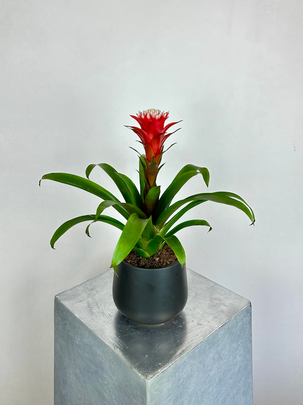 Guzmania Hope