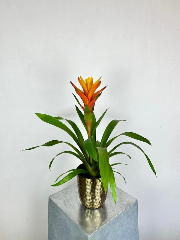 Chrome Guzmania Variada