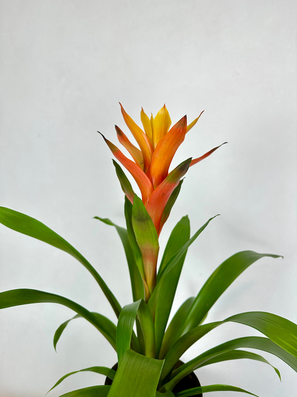 Chrome Guzmania Variada