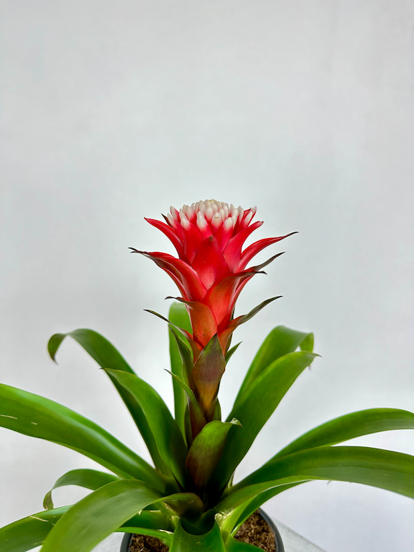 Guzmania Hope