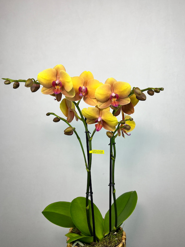 Deshi Hasır Saksıda 2'li Sarı Phalaenopsis Orkide